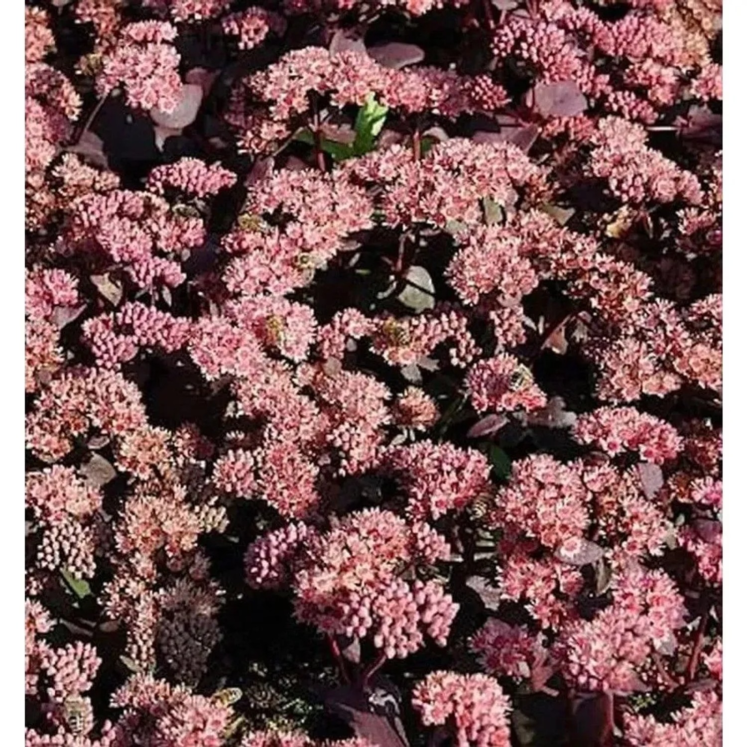 Prächtige Fetthenne Purple Emperor - Sedum spectabile