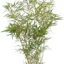 Gartenbambus Campbell, 80-100 cm hoch, im Topf. Ideal für Hecken.