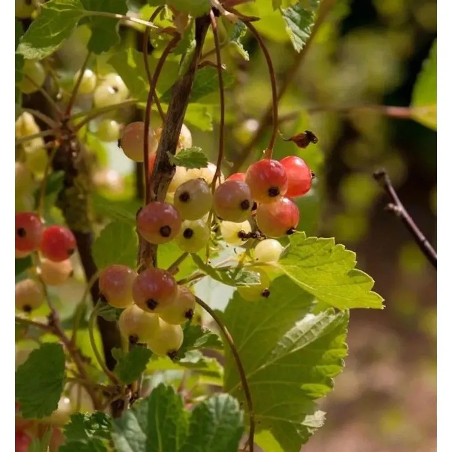 Hochstamm Rote Johannisbeere Rolan 100-125cm - Ribes rubrum