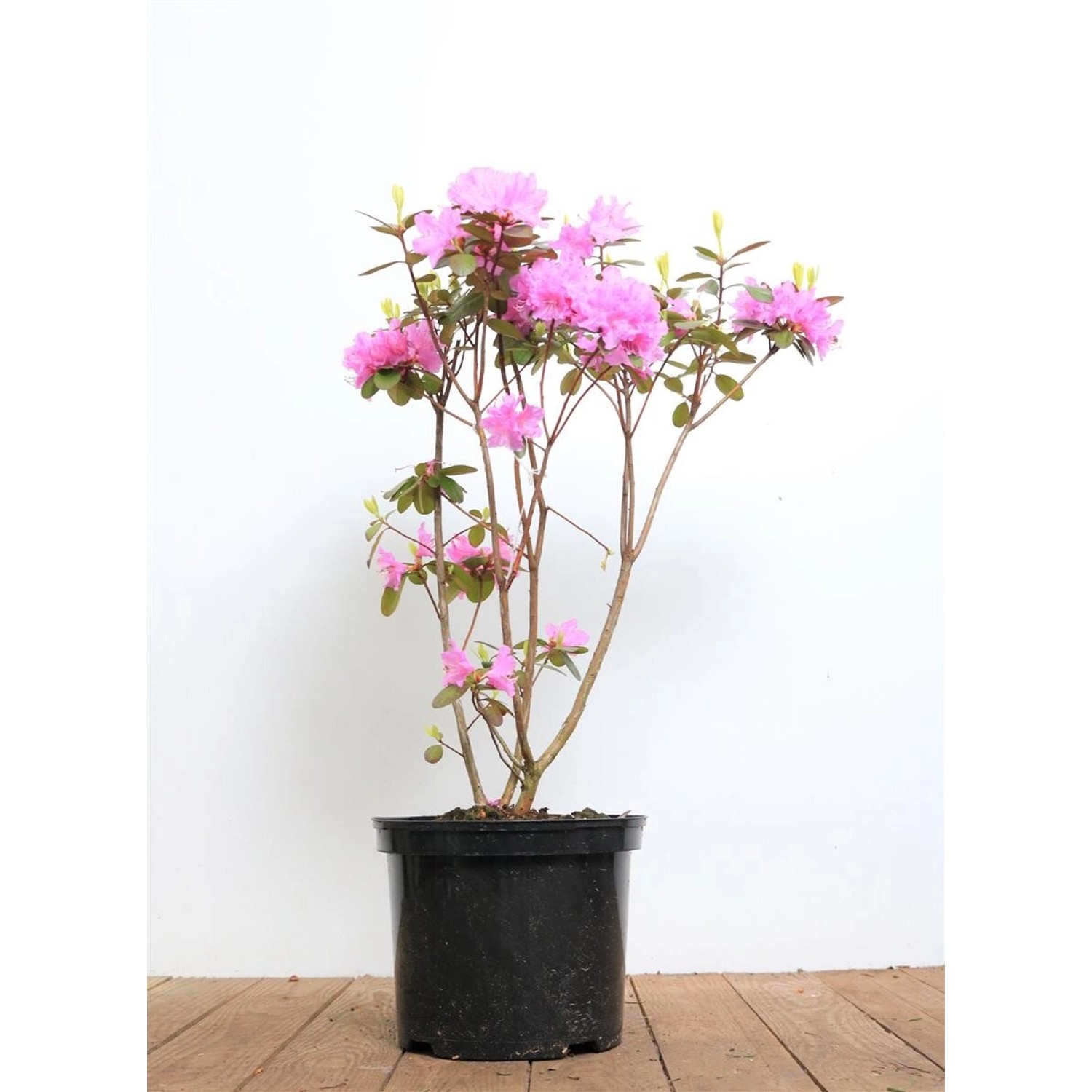 Rhododendron Carolinianum P.J.Mezitt Rosa Blüten 30–40 cm günstig online kaufen
