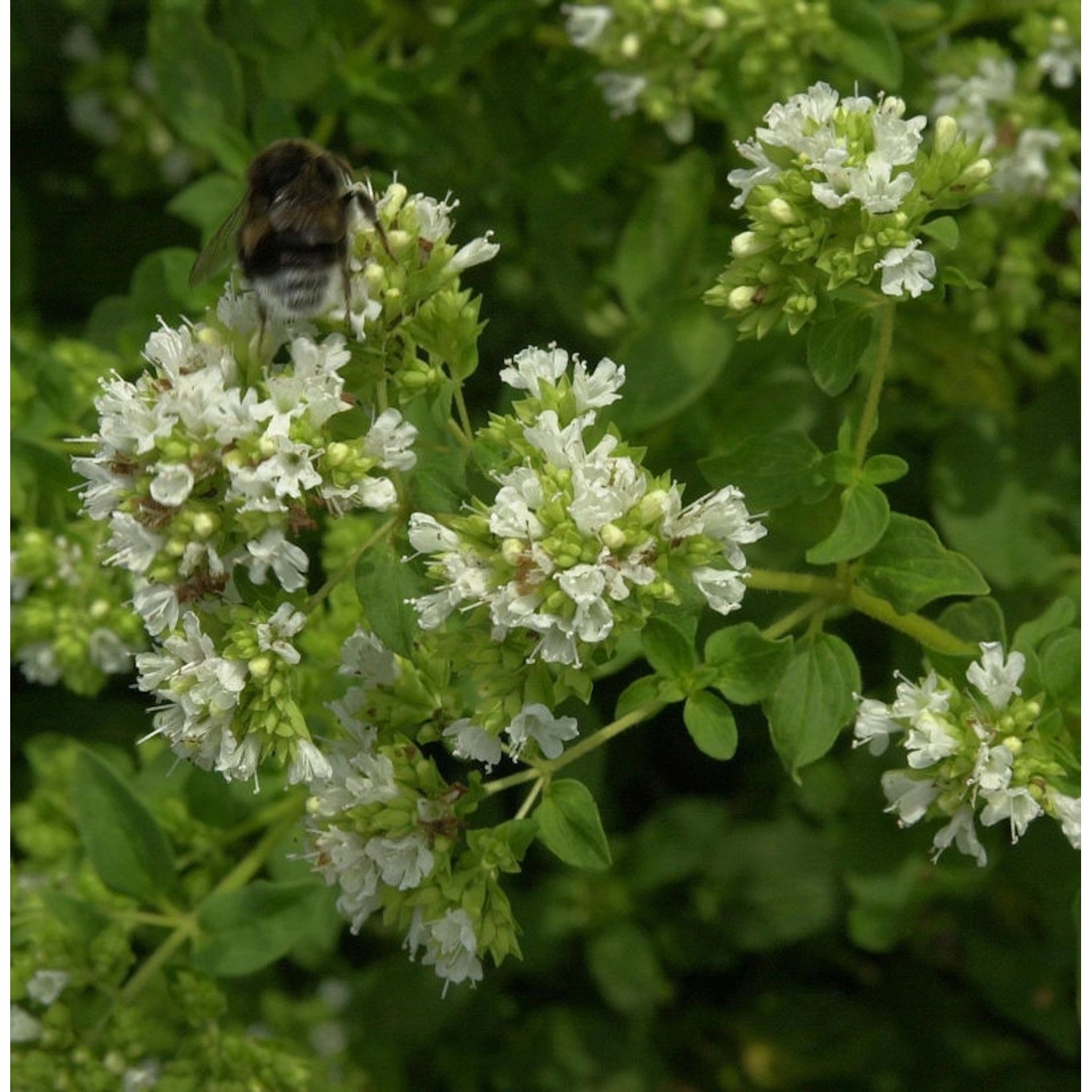 Wilder Majoran Hirtum - Origanum vulgare günstig online kaufen