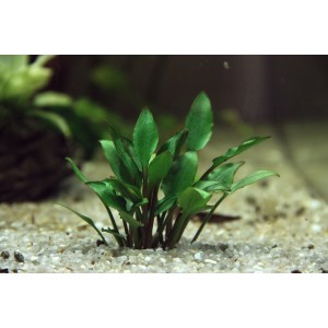 Dennerle Cryptocoryne Lutea Hobbit Aquariumpflanze mit grünen Blättern im Aquarium.