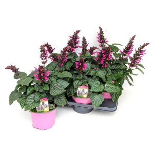 Ziersalbei 'Rockin Fuchsia', ca. 35 cm hoch, in pinken Töpfen.