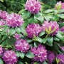 Rosa blühender OBI Rhododendron Roseum Elegans im Topf, ca. 30-40 cm hoch.