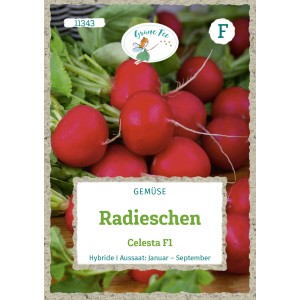 Grüne Fee Radieschen Celesta F1 Saatgut: Hybride Radieschen mit roten Knollen.