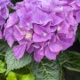 Nahaufnahme der violetten Blüten der Bauernhortensie Hydrangea 'Hobergine'.