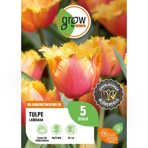 Packung GROW by OBI Tulpe Lambada Orange, 5 Stück, mit gefransten, orange-roten Blüten.