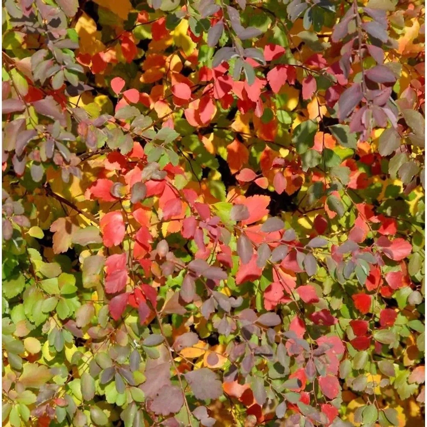 Strauch Prachtspiere 60-80cm - Spiraea vanhouttii
