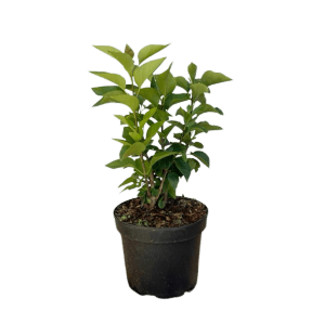 Baumfink Schmetterlingsflieder 'Buzz Pink Purple' als Topfpflanze mit grünen Blättern.