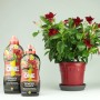 Nutri One Universal-Dünger, 500ml Flüssigkonzentrat, mit blühender Pflanze im Topf.