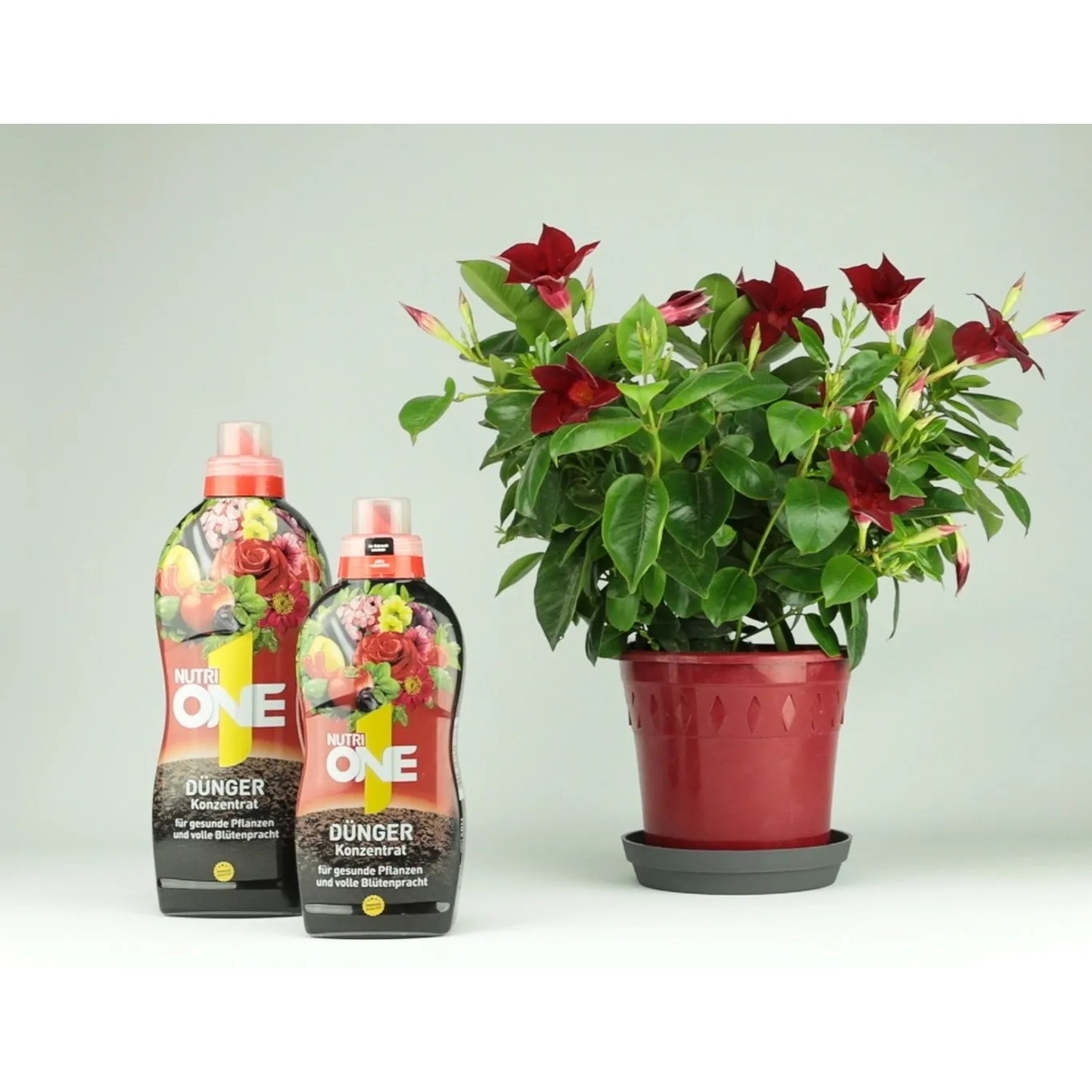 Nutri One Universal-Dünger, 500ml Flüssigkonzentrat, mit blühender Pflanze im Topf.