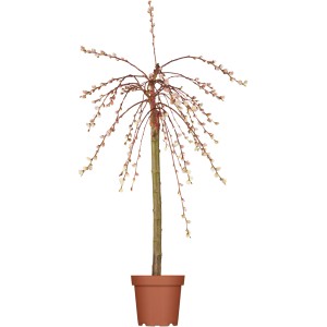 Hängende Kätzchenweide Pendula im Topf, ca. 30-40 cm hoch, mit typischen Kätzchenblüten.