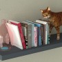 Anwendungsbeispiel: Fischer Vakuum Pad mit Katze, Bücher und Deko auf einem Regal.