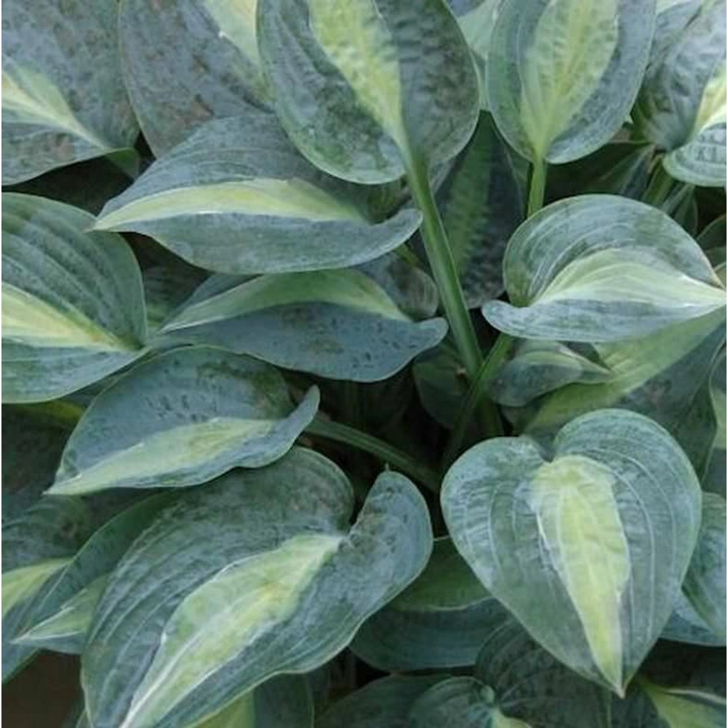 Funkie Kiwi Full Monty - Hosta cultorum günstig online kaufen