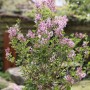 Blühender Zwerg-Duftflieder Josee (Syringa meyeri) mit zartrosa Blüten im Garten.