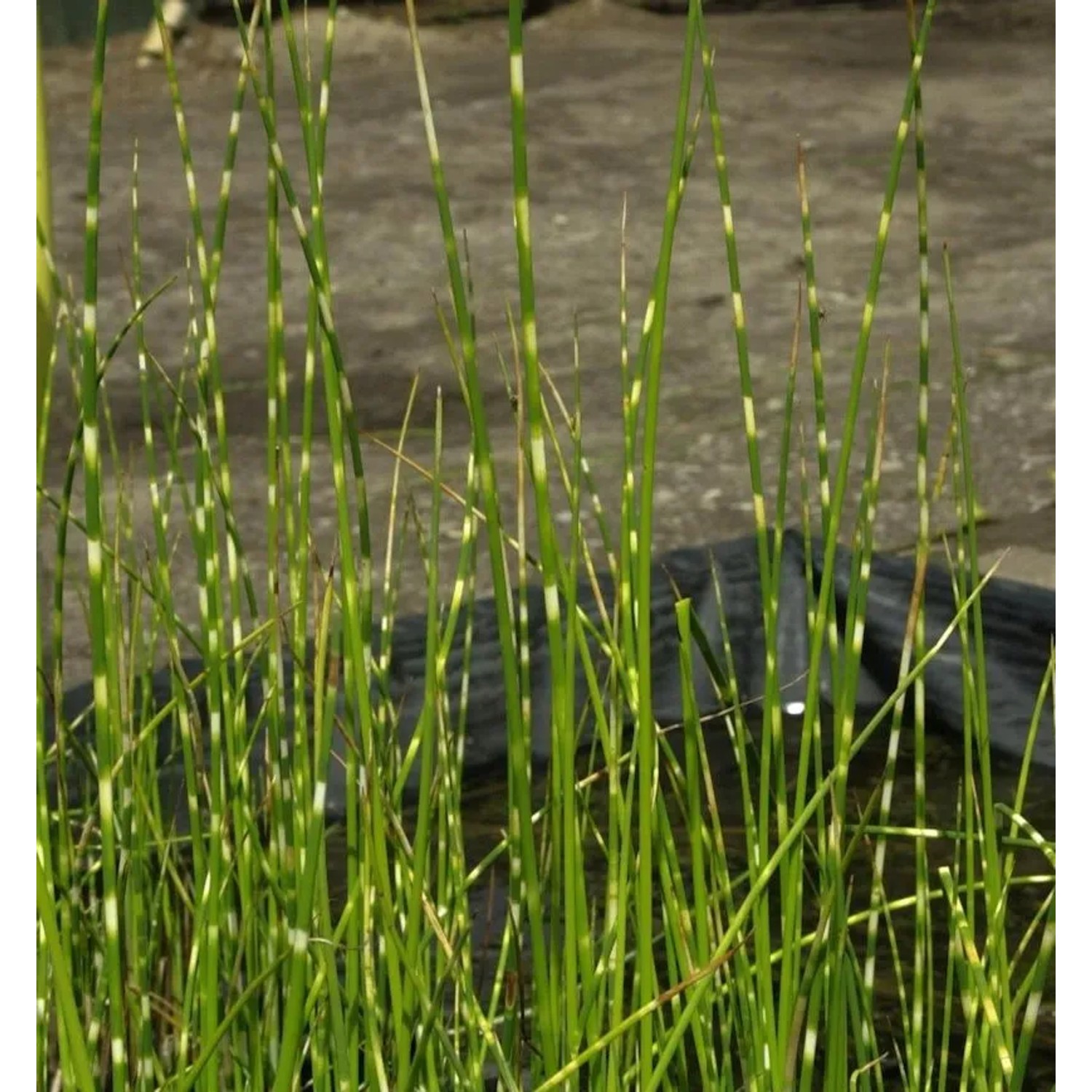 Zebrasimse - Schoenoplectus tabernaemontani