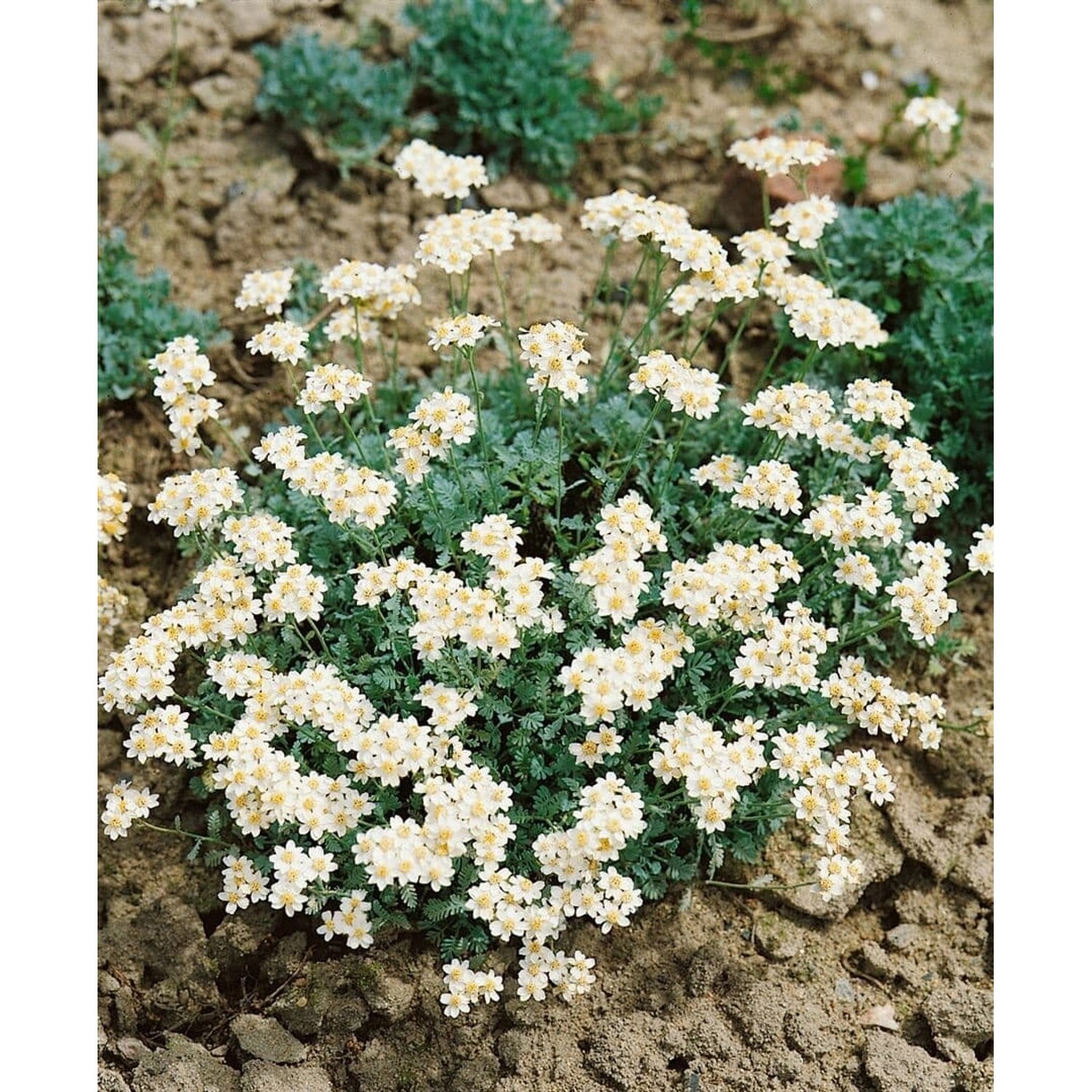 Achillea Umbellata Silbergarbe Ca. 9x9 cm Topf günstig online kaufen