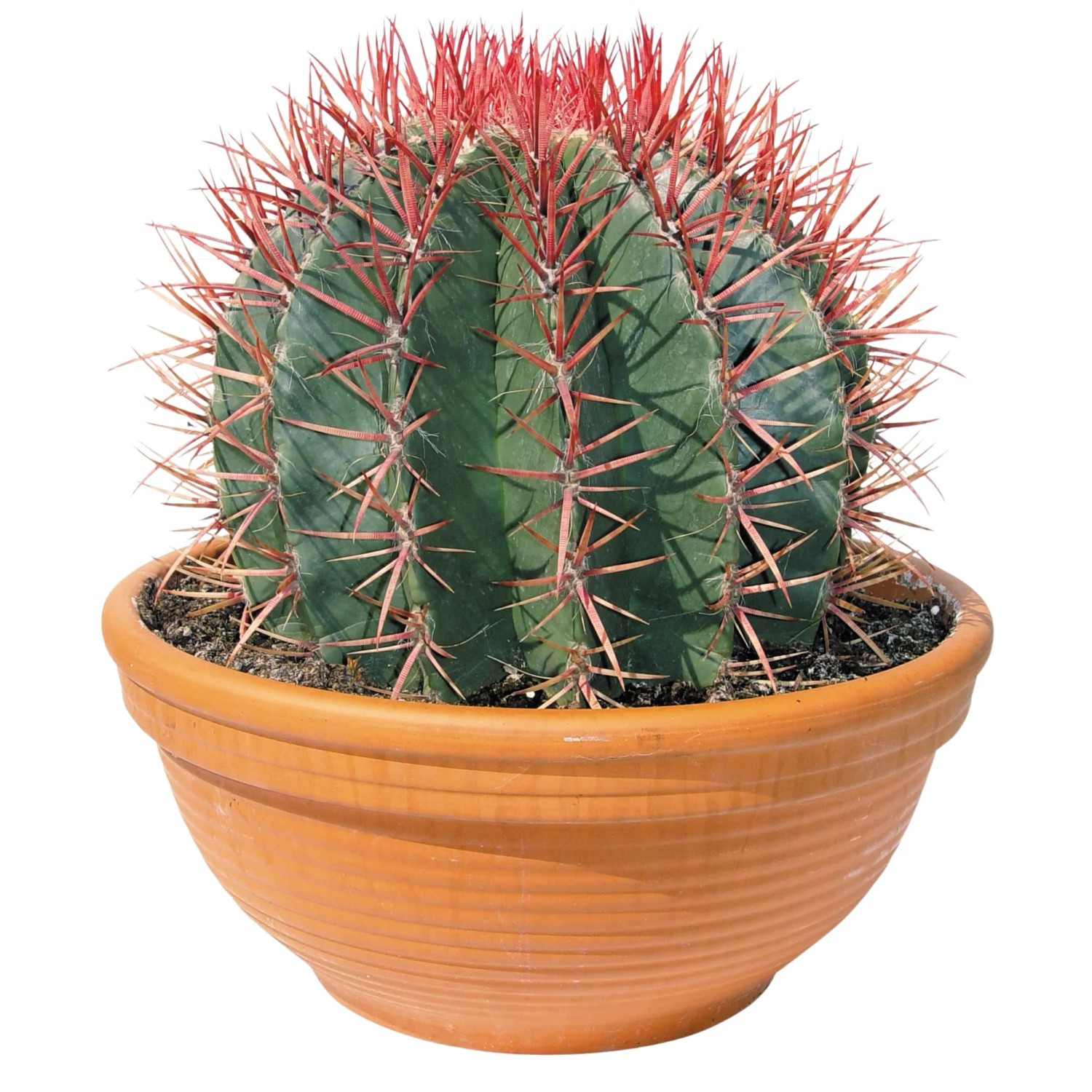 mammillaria plumosa pflege Mammillaria plumosa 'Feather Cactus' main image 1