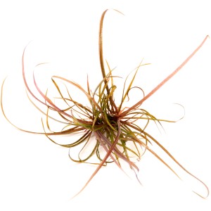 Dennerle Helanthium tenellum Red, rötliche Aquariumpflanze für den Vordergrund, 3-5 cm.