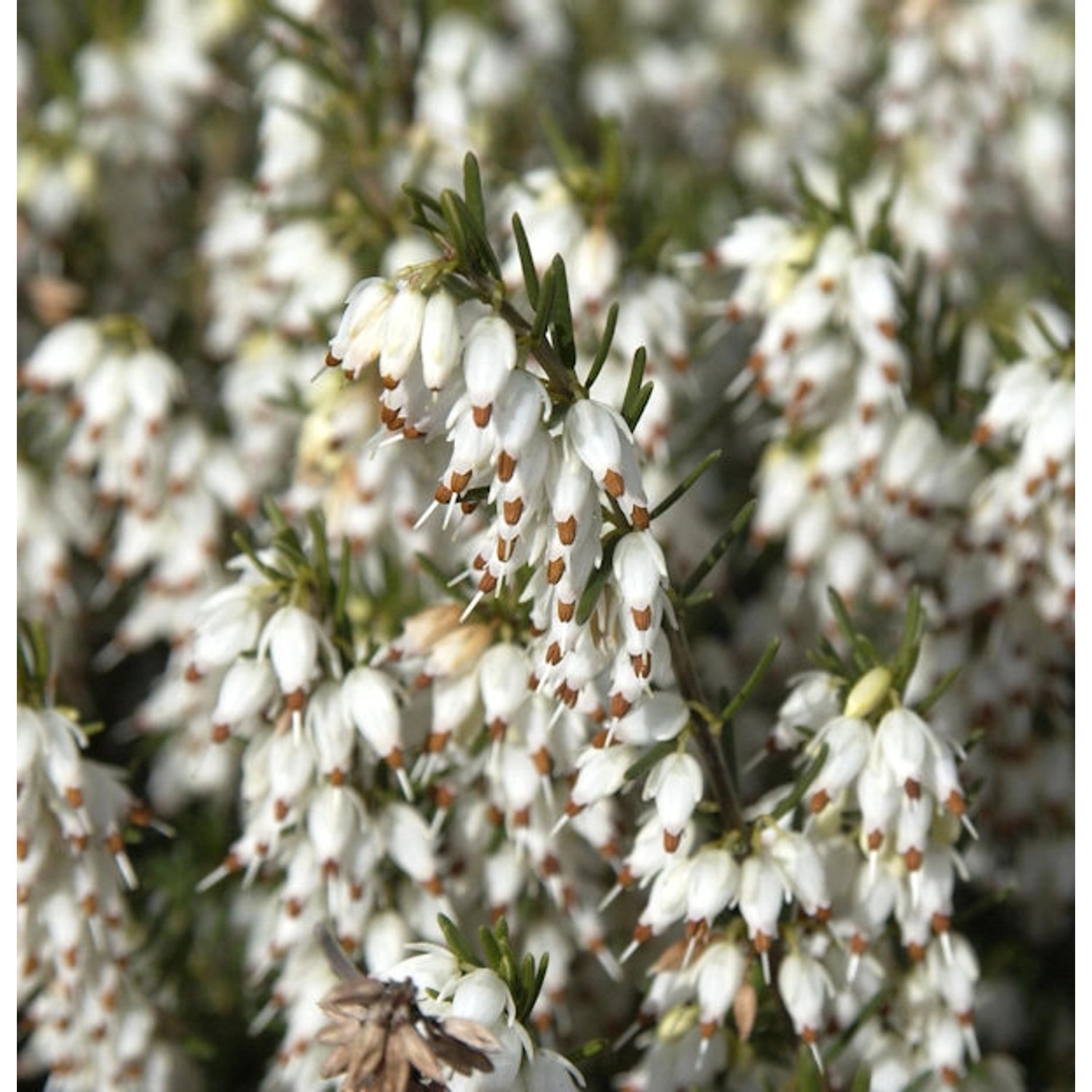 10x Englische Heide White Perfektion - Erica darleyensis günstig online kaufen