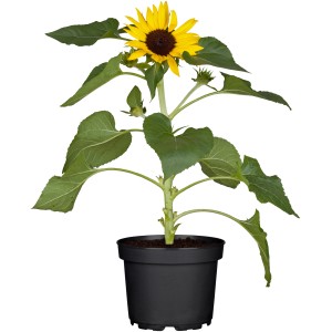 Sonnenblume Gelb im Topf, ca. 12 cm Ø. Helianthus als Stehpflanze für sonnige Standorte.
