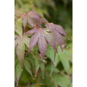 Nahaufnahme: Rotes Laub des Acer Palmatum Moonfire (Japanischer Ahorn).