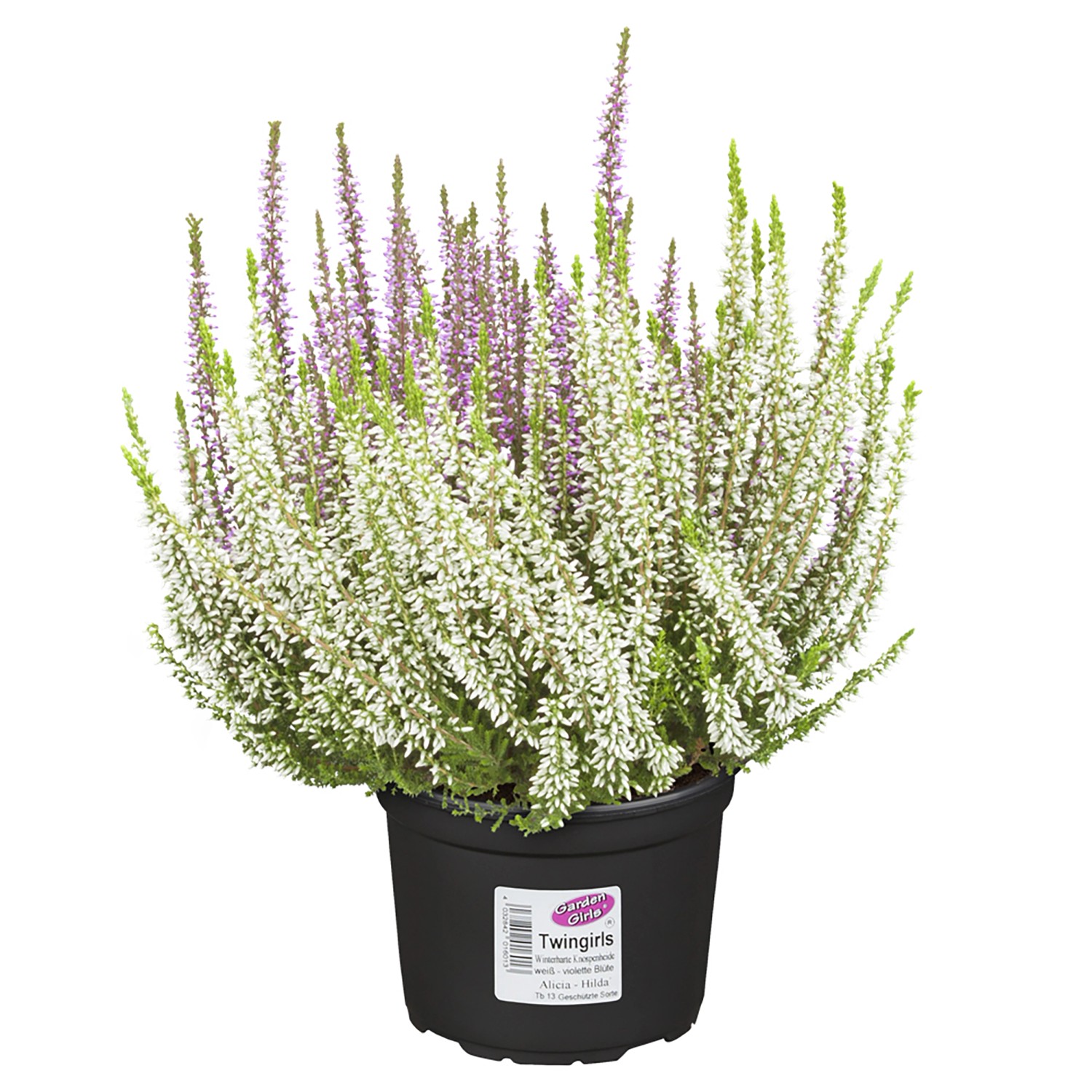 KnospenblüherHeide "Twin Gardengirls" TopfØ ca. 13 cm Calluna
