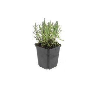 Exotenherz Lavendel 'Munstead' im 9cm Topf, 6er Set. Duftende, winterharte Bodendecker Pflanze.