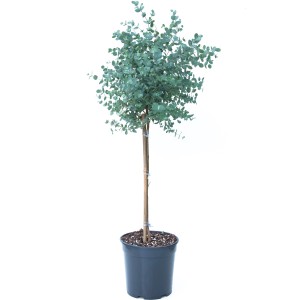 GROW by OBI Eukalyptus Azura im Topf, ca. 50-60 cm hoch. Blaugummibaum mit silbrig-blauem Laub.