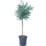 GROW by OBI Eukalyptus Azura im Topf, ca. 50-60 cm hoch. Blaugummibaum mit silbrig-blauem Laub.