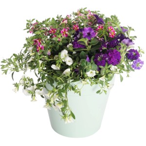 Beetpflanzen-Set "Festival Colours" im Topf: Farbenfrohe Sommerblumen für Balkon und Terrasse.