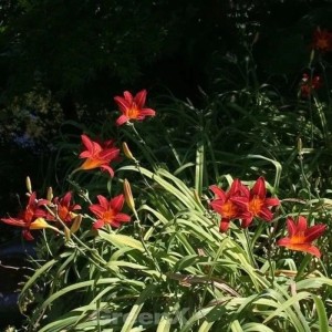 Leuchtend rote Taglilie 'Autumnale Red' (Hemerocallis cultorum) im Gartenbeet.