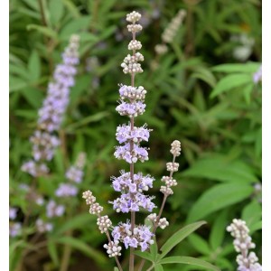 Blühender Mönchspfeffer 'Galactic Pink' (Vitex agnus castus) im Detail.