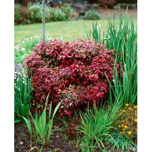 Rotlaubiger Himmelsbambus Nandina Domestica Flirt im Garten, buschig wachsend.