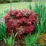 Rotlaubiger Himmelsbambus Nandina Domestica Flirt im Garten, buschig wachsend.