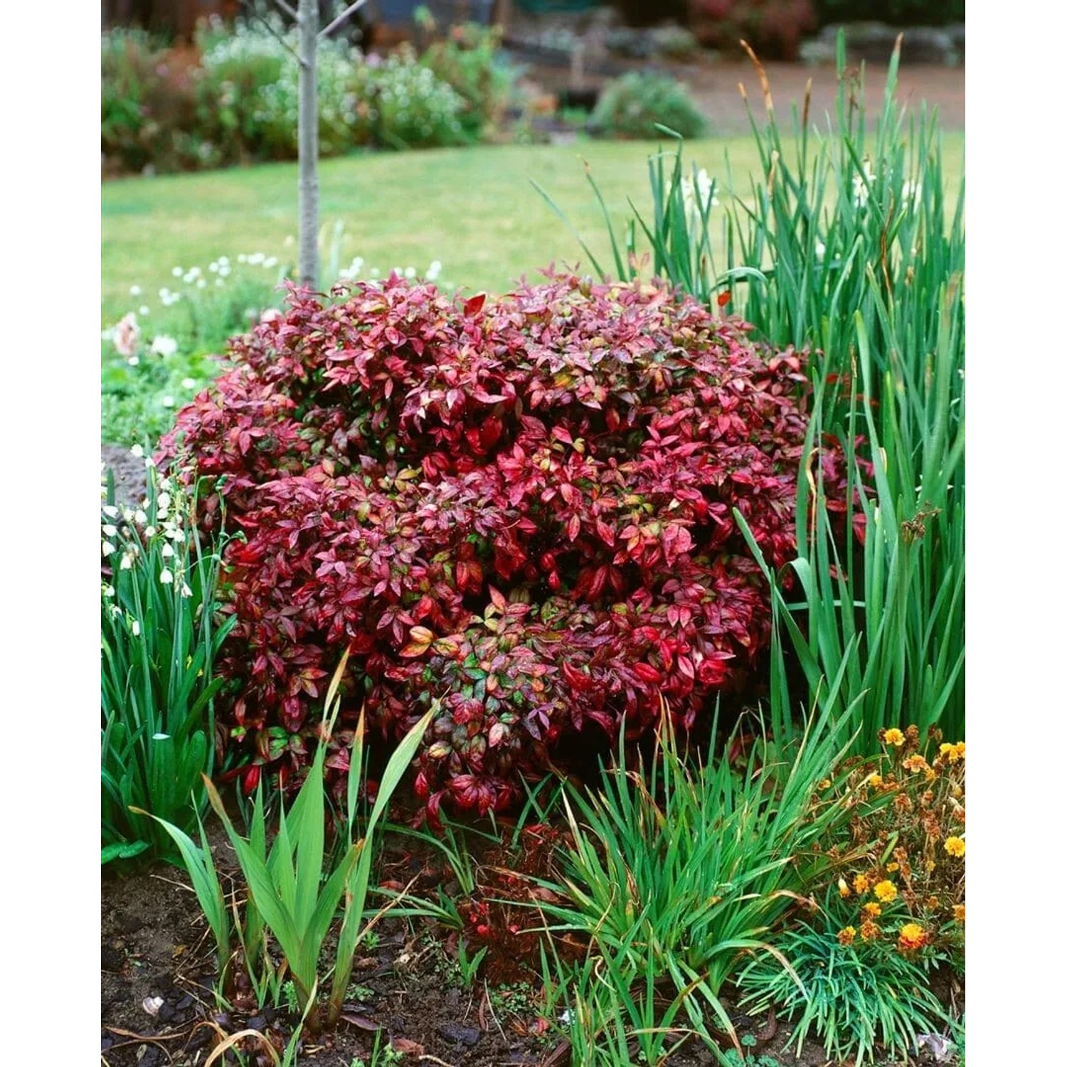 Rotlaubiger Himmelsbambus Nandina Domestica Flirt im Garten, buschig wachsend.