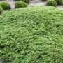 Grüner Juniperus Communis 'Green Carpet' Wacholder als Bodendecker im Garten.