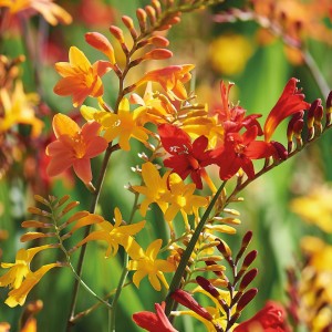 Farbenfrohe Montbretien-Mischung (Crocosmia crocosmiiflora) von GROW by OBI. Blumenzwiebeln in Gelb, Orange und Rot.