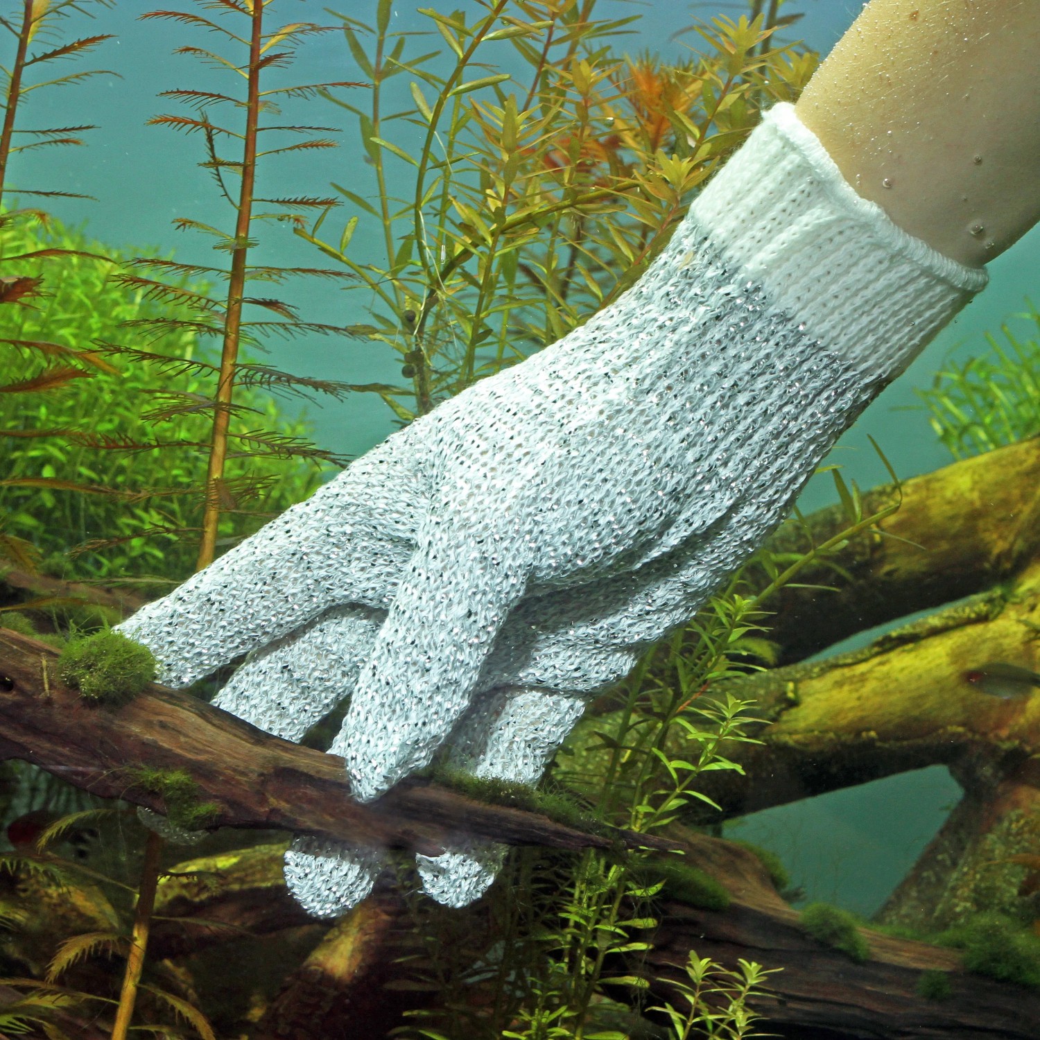 Hand mit JBL Reinigungshandschuh im Aquarium, entfernt Algen von Wurzelholz.