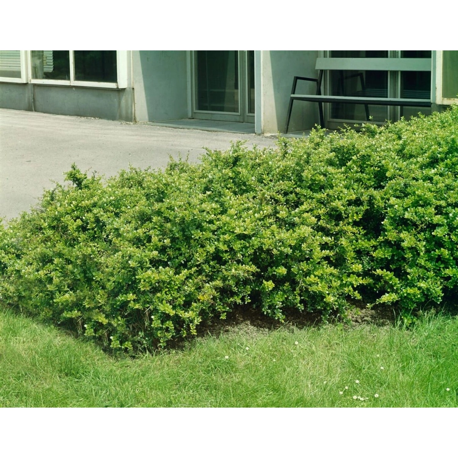 Berberis media 'Parkjuweel' 60-80 cm günstig online kaufen