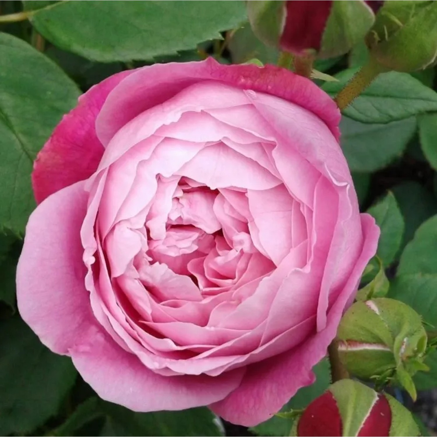 Kordes Feenrose 'Queen Elizabeth' Rosa plantofix Lange Blütezeit