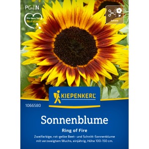 Kiepenkerl Sonnenblume Ring of Fire, mehrfarbig. Blüte mit rotem Ring um die dunkle Mitte, gelbe Spitzen.