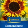 Kiepenkerl Sonnenblume Ring of Fire, mehrfarbig. Blüte mit rotem Ring um die dunkle Mitte, gelbe Spitzen.