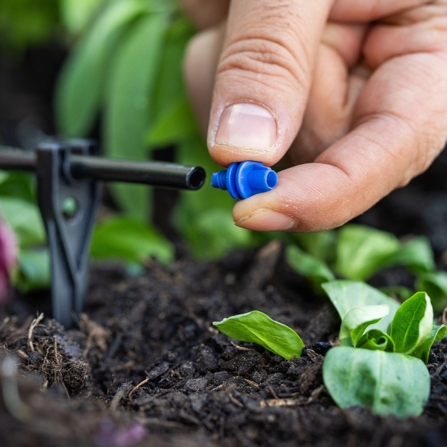 Hand befestigt blauen Tropfer an schwarzem Schlauch des LUX-TOOLS Tropf-Bewässerungs-Sets im Garten.