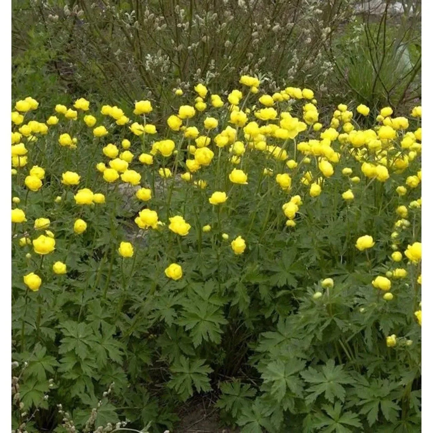 Europäische Trollblume - Trollius europaeus