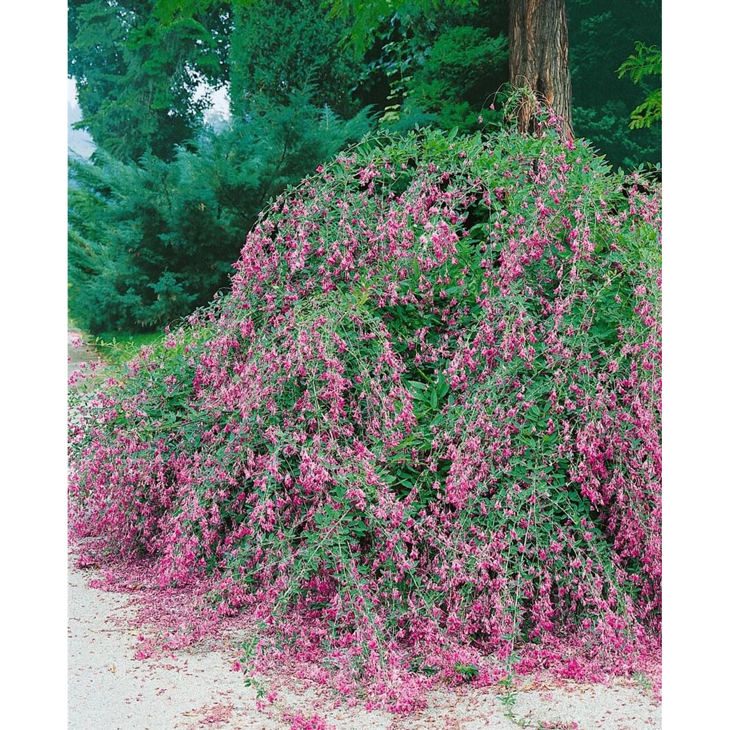 Lespedeza Buergeri 30–40 cm Zierlich Pflegeleicht günstig online kaufen