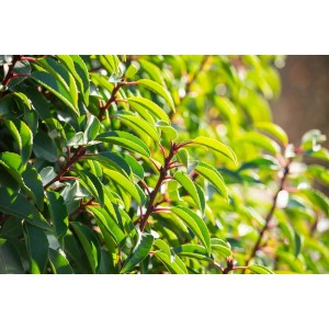 Detailaufnahme der Prunus lusitanica Heckenpflanze, 40-60 cm hoch, mit glänzend grünen Blättern.