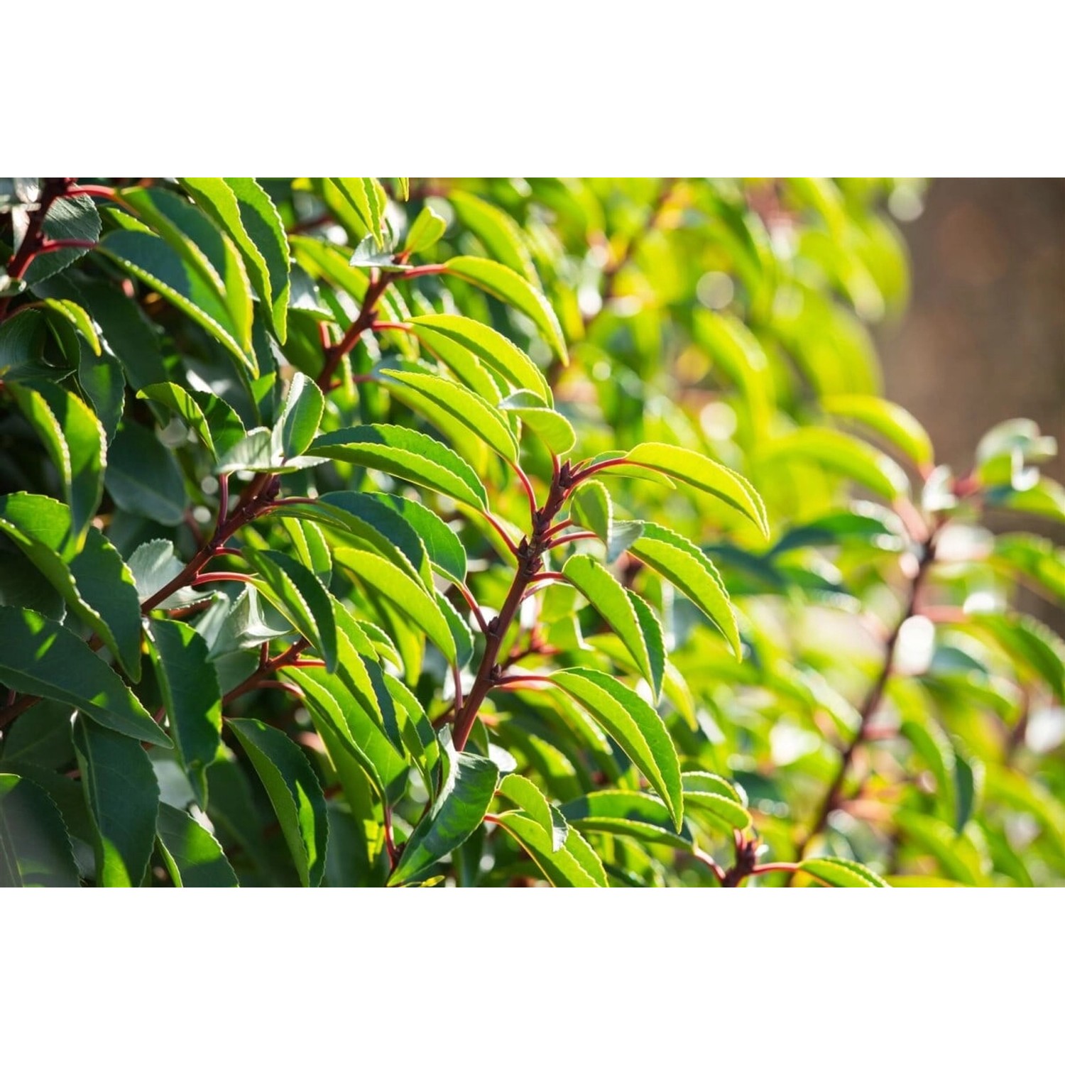 Prunus lusitanica 40-60 cm günstig online kaufen