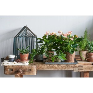 Flamingoblume Special Rose (Anthurium) mit rosa Blüten in rustikalem Topf, ca. 35-45 cm hoch.