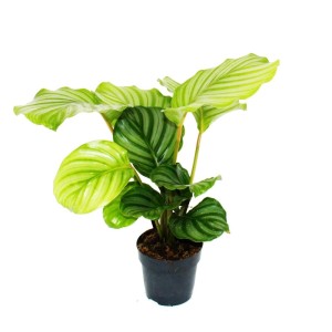 Calathea Orbifolia im Zebralook, Exotenherz Schattenpflanze im 12cm Topf, ca. 40cm hoch.